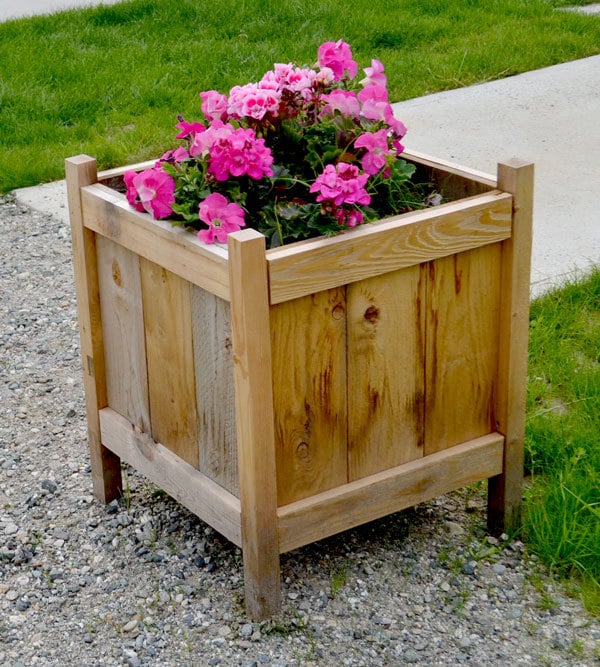 beautiful cedar planter about knee height, square block shaped with pink flowers