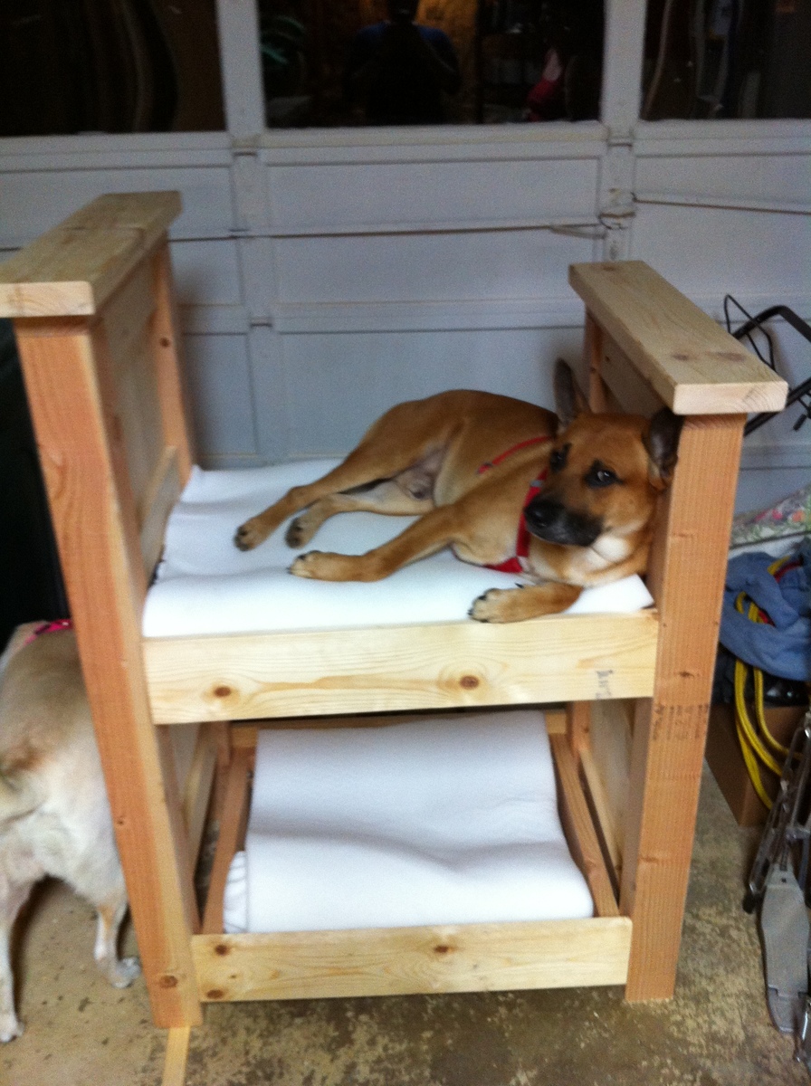Dog Bunk Beds