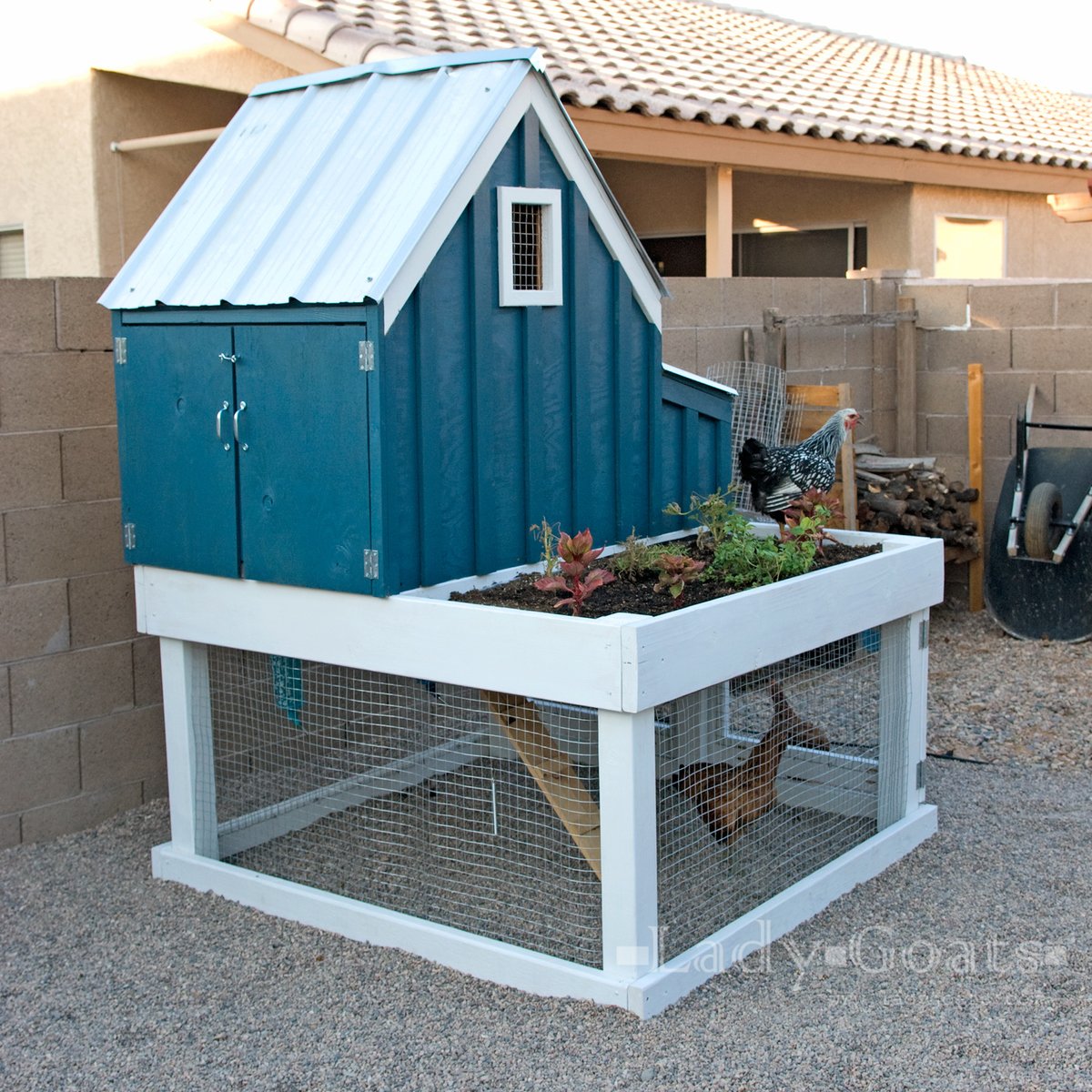 chicken coop teal with chickens