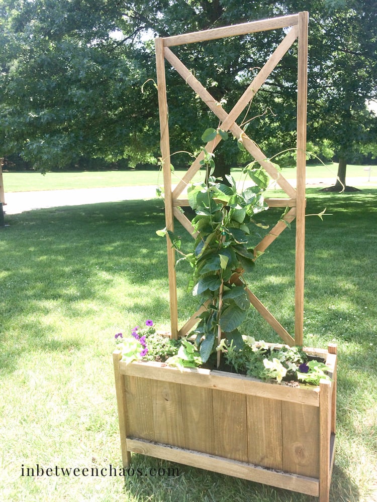 rectangle shaped cedar planter with trellis, doubled in width from the plans