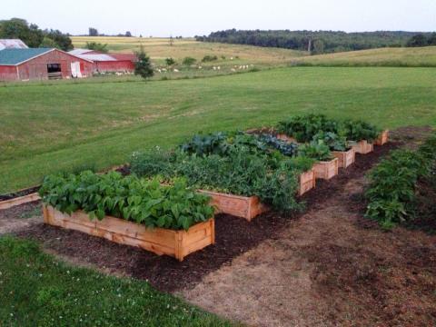 Cedar Raised Garden Beds Made From Fence Pickets Single Width Ana White - Do It Yourself Raised Garden Bed Plans Pdf